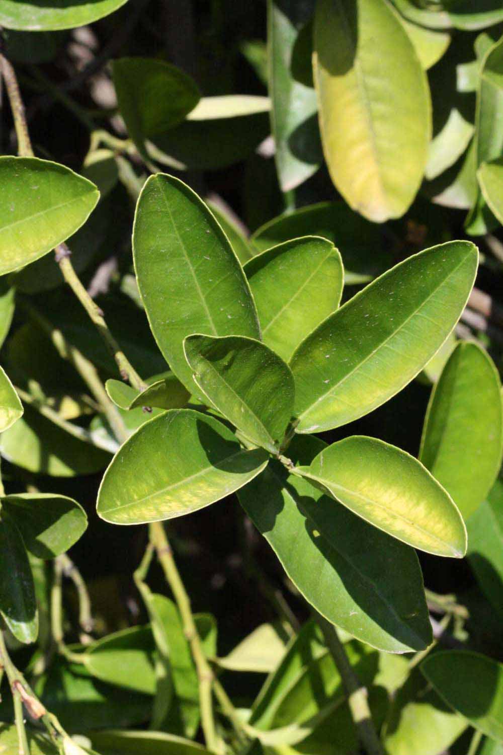              Sun leaves (Riverside, CA)       